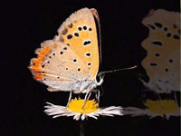 Отражение бабочки
