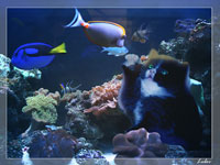 Котёнок в аквариуме (фотомонтаж)